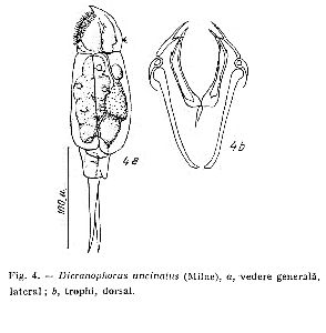 Godeanu, S (1970): Studii si cercetari de Biologie, Seria Zoologie 22 p.158, fig.4